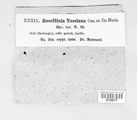 Rosellinia tassiana image